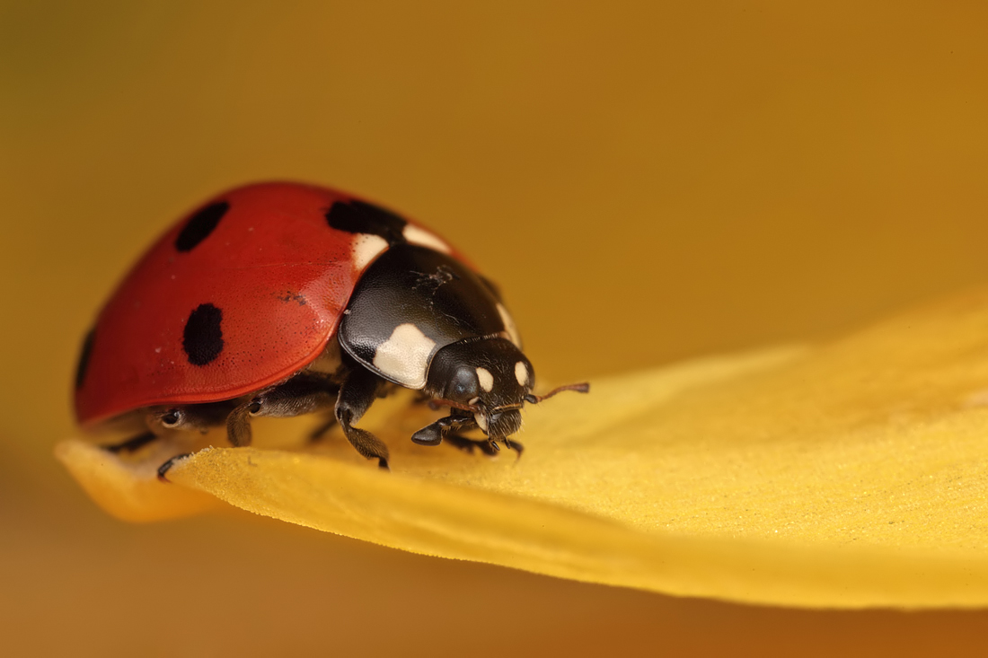 Seven-Spot Ladybird in a Daffodil